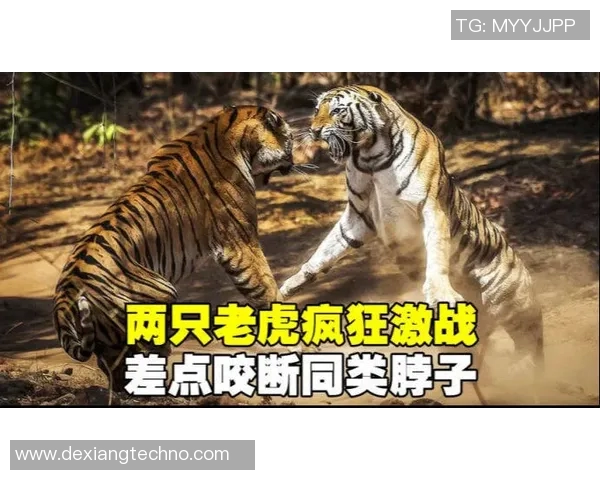 老虎队与蒙特雷队激战正酣谁将赢得这场精彩对决的胜利